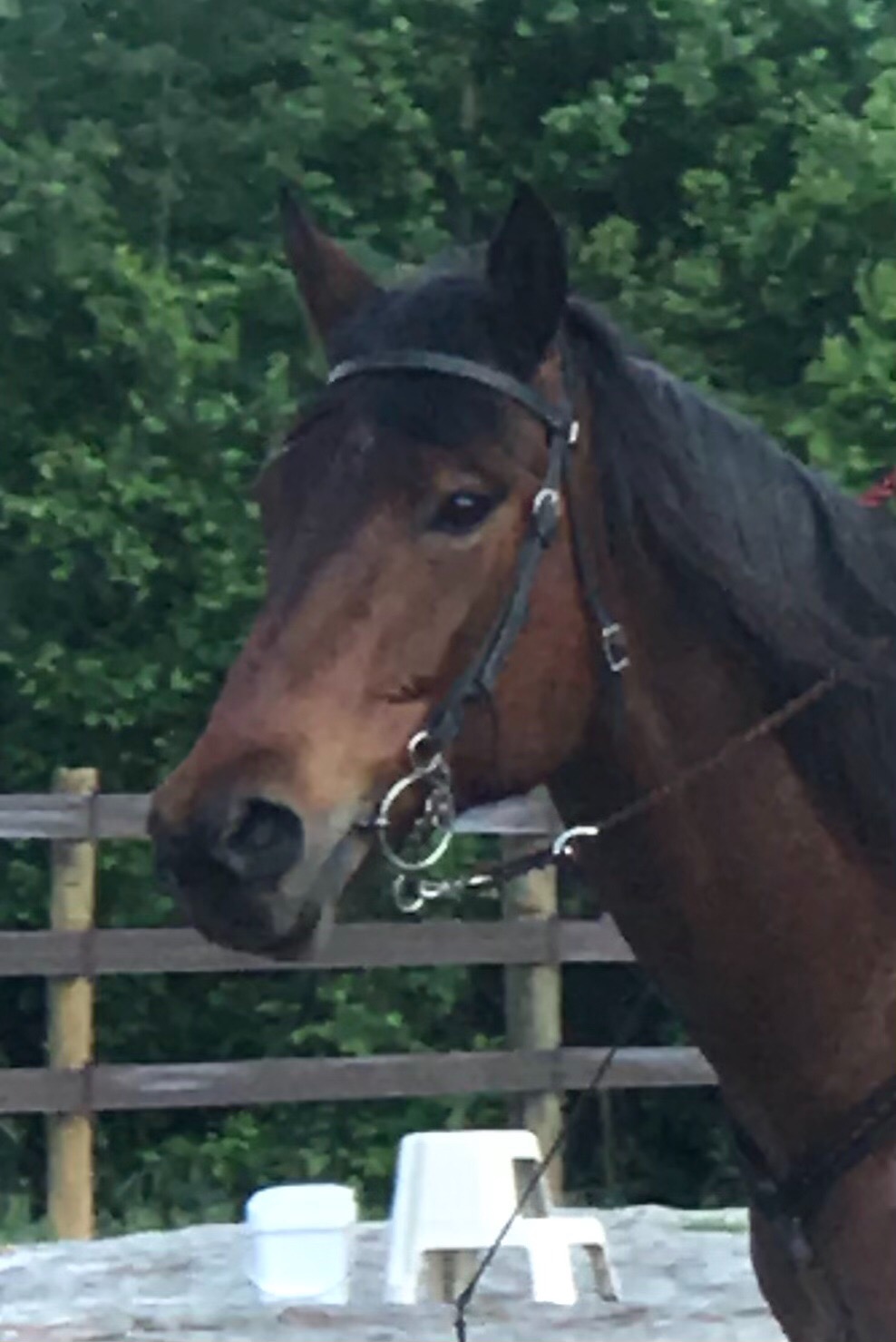Weaver Leather Black Latigo Leather Headstall customer photo 1