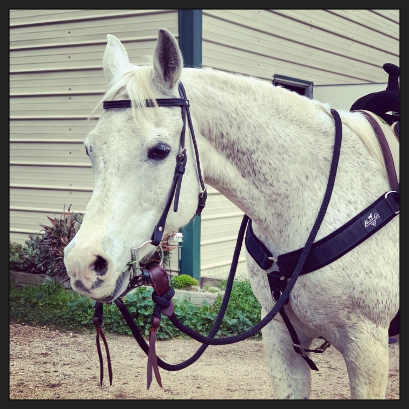 Weaver Leather Black Latigo Leather Headstall customer photo 2