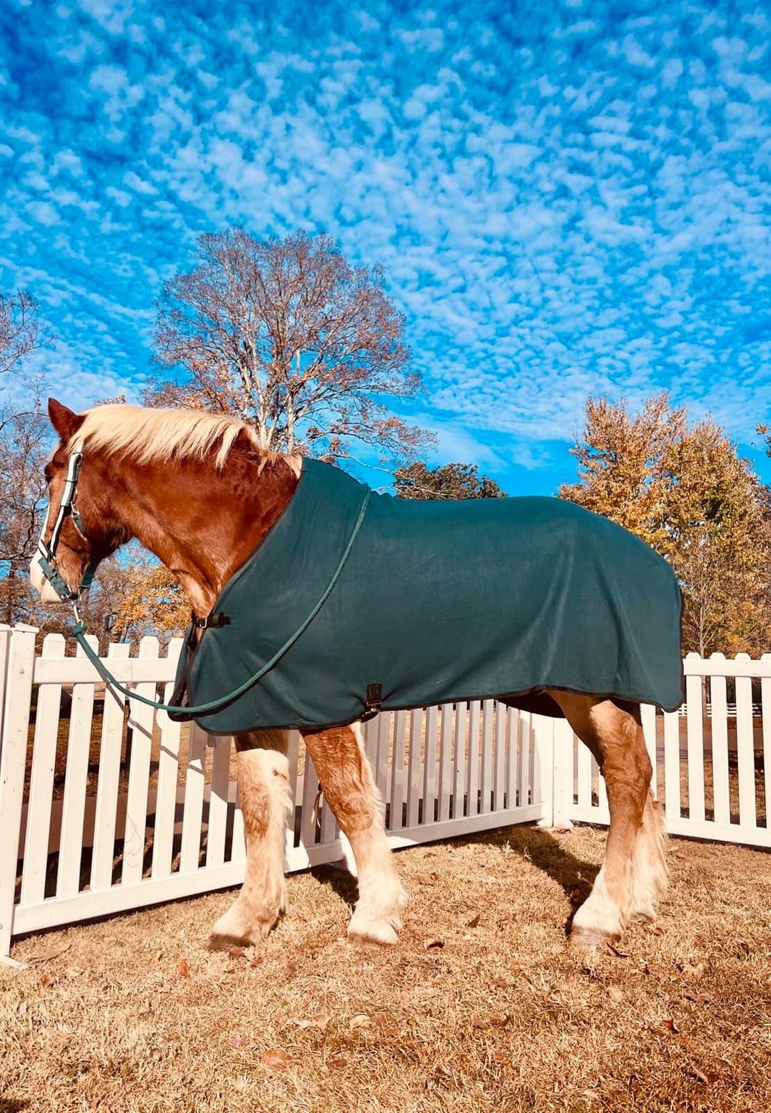 Tough 1 Soft Fleece Blanket Liner/Sheet customer photo 2