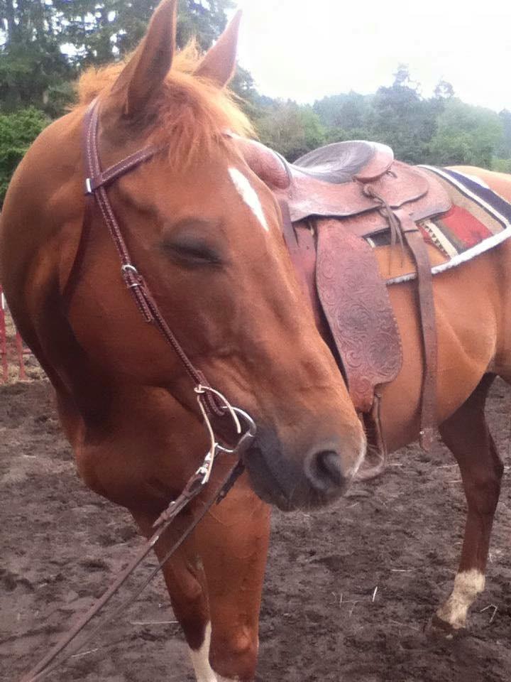 Weaver EquineTRV149205 customer photo 1