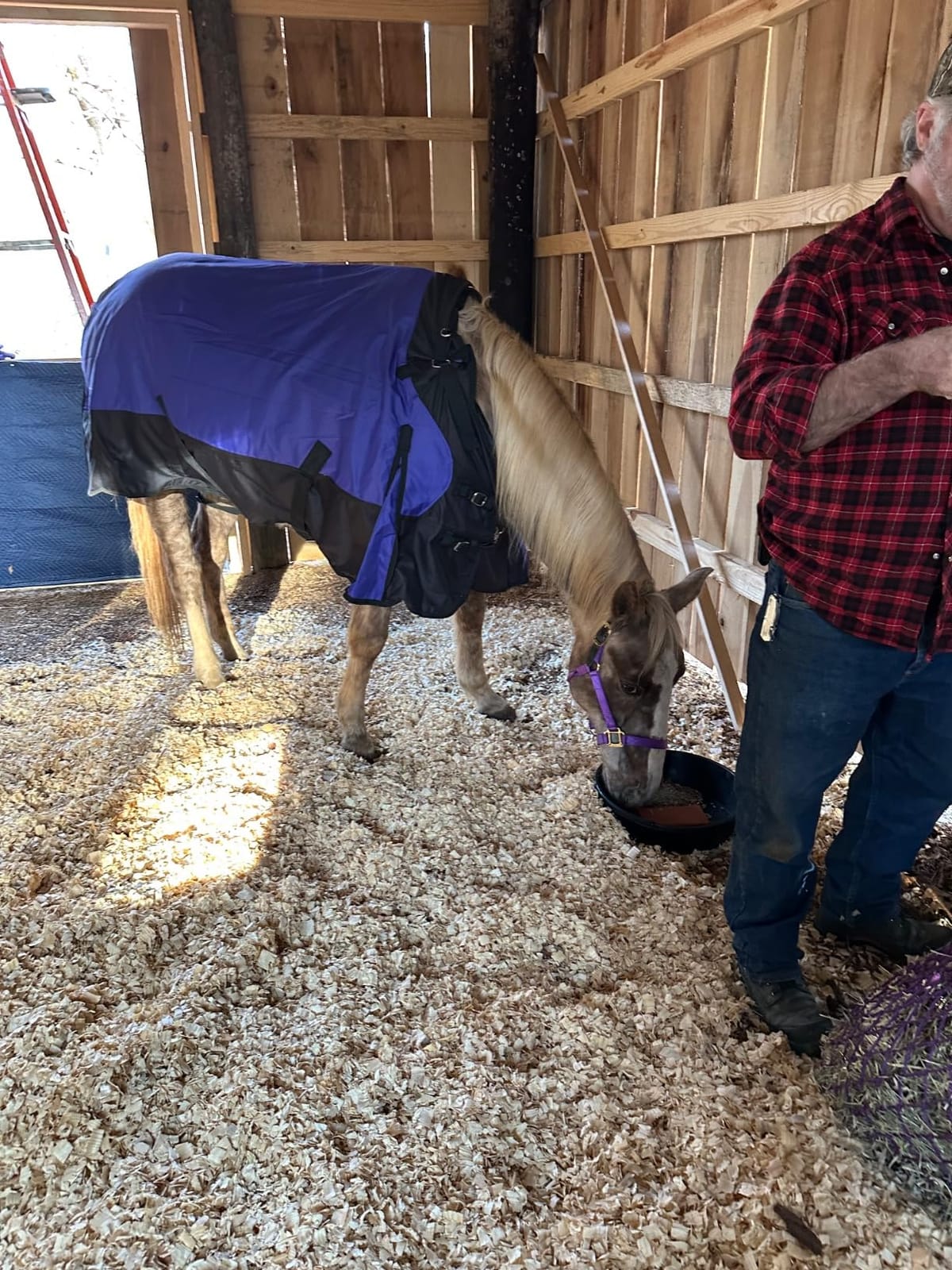 TOUGH1 1200D Turnout Blanket with SNUGGIT, 300-G, Hunter Green, 78-in customer photo 1