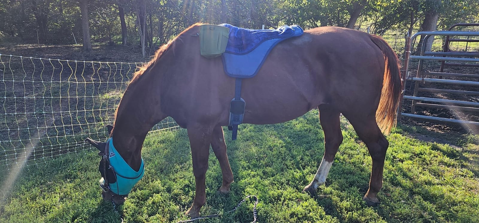 Intrepid International Comfort Plus Western Bareback Saddle, Anti-Slip Horse Saddle Pad, Bareback Pad w/Girth, Trail & Leisurely Riding, Horse Saddle Pads customer photo 1