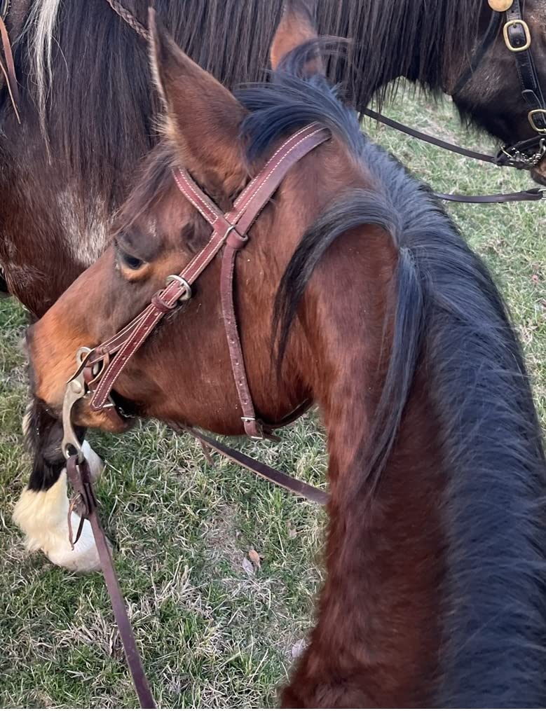 Weaver Leather Latigo Leather Browband Bridle with Single Cheek Buckle Burgundy, Horse customer photo 1