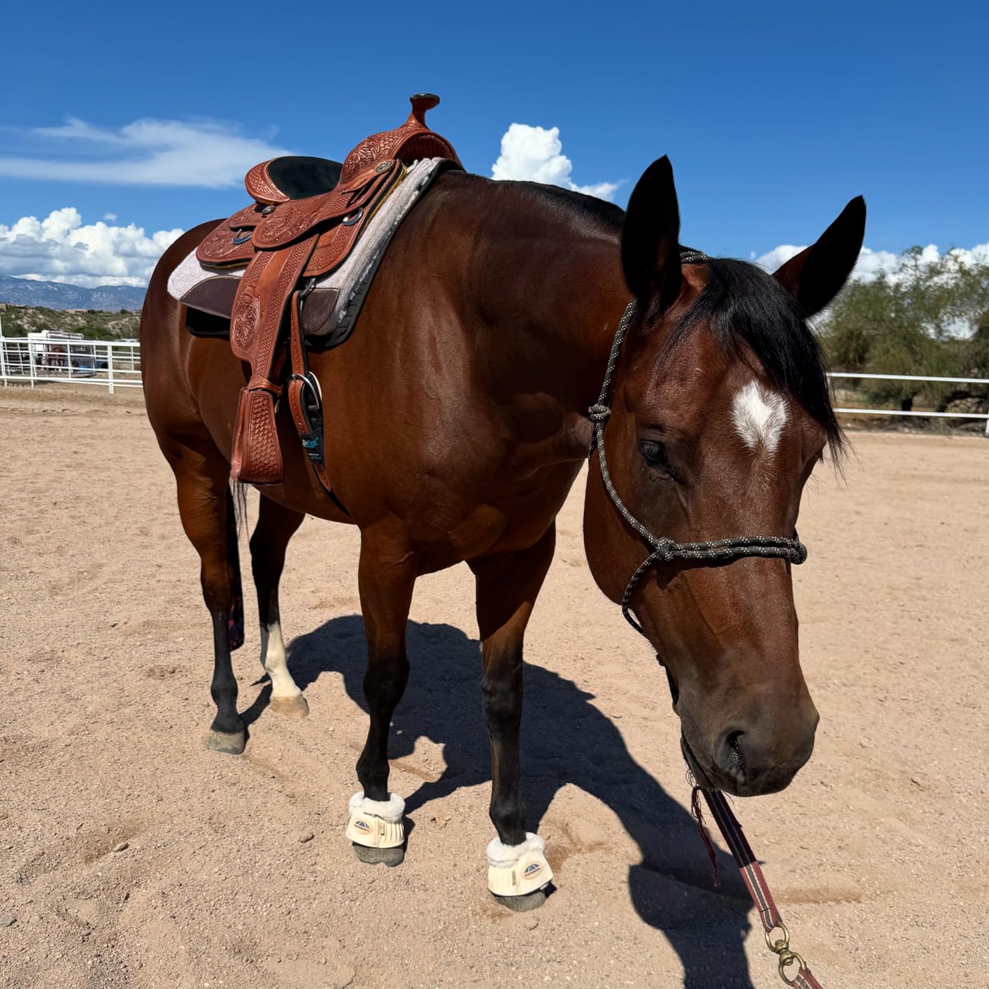 Back on Track Western Saddle Pad Liner customer photo 1