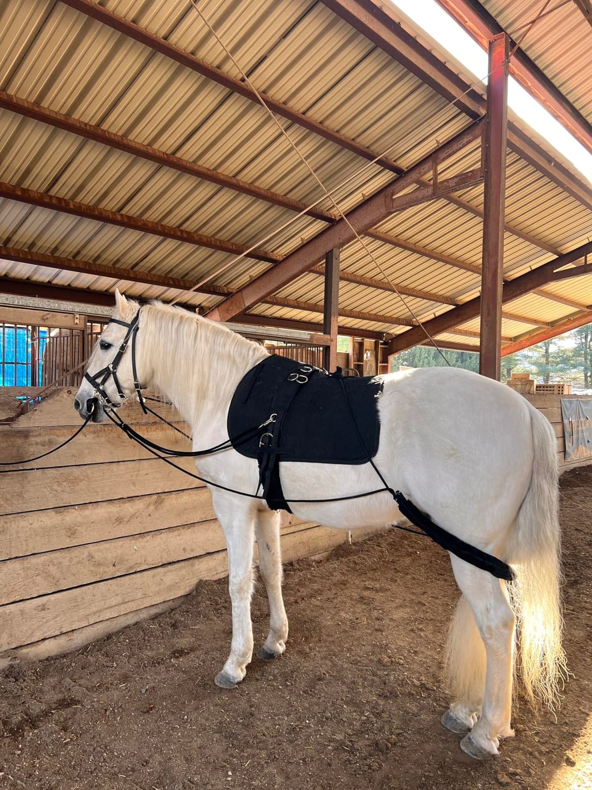 HORZE Lunging Surcingle for Horses | Nylon Roller for Training - Black - Horse customer photo 1