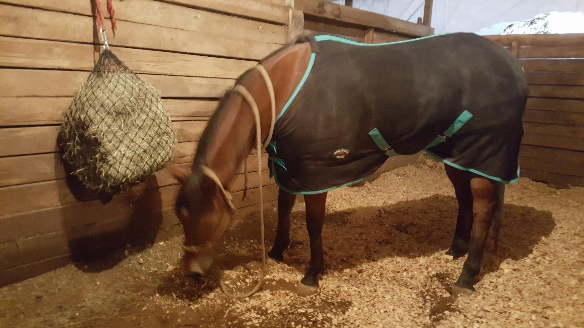 Challenger Horse Polar Fleece Cooler – Moisture-Wicking, Quick-Dry Cooling Sheet for Post-Ride Care, Trailering & Shows 4350 customer photo 1