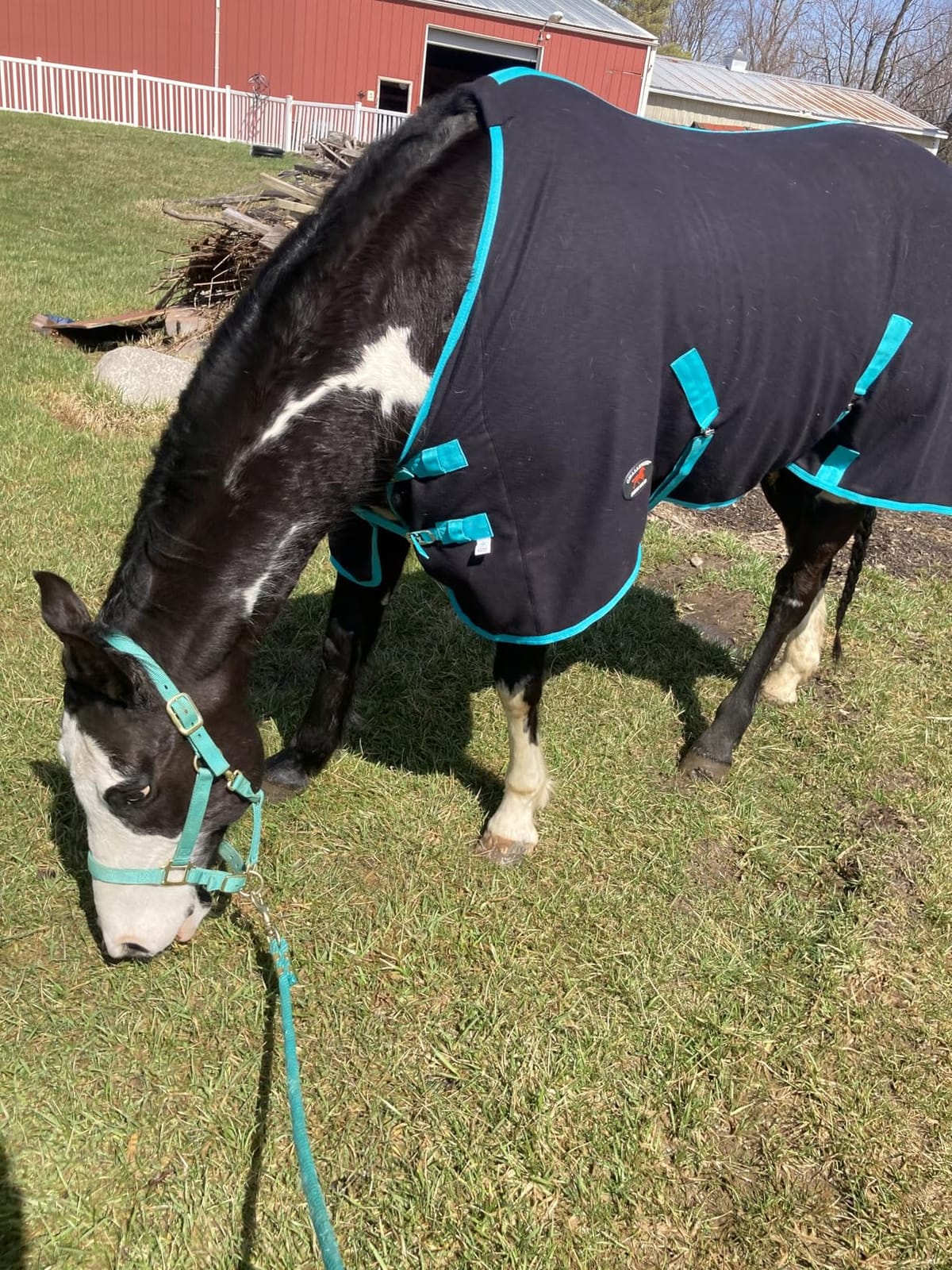 Challenger Horse Polar Fleece Cooler – Moisture-Wicking, Quick-Dry Cooling Sheet for Post-Ride Care, Trailering & Shows 4350 customer photo 2