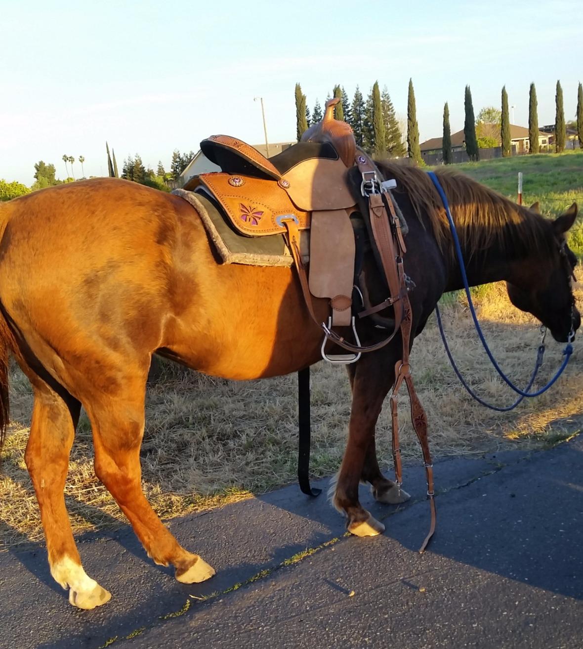 ECP Equine Comfort Products Adjustable Shock Absorbing Memory Foam Half Saddle Pad, Injury Prevention & Pressure Relief, Customizable Fit, Breathable for All Riding Styles customer photo 1