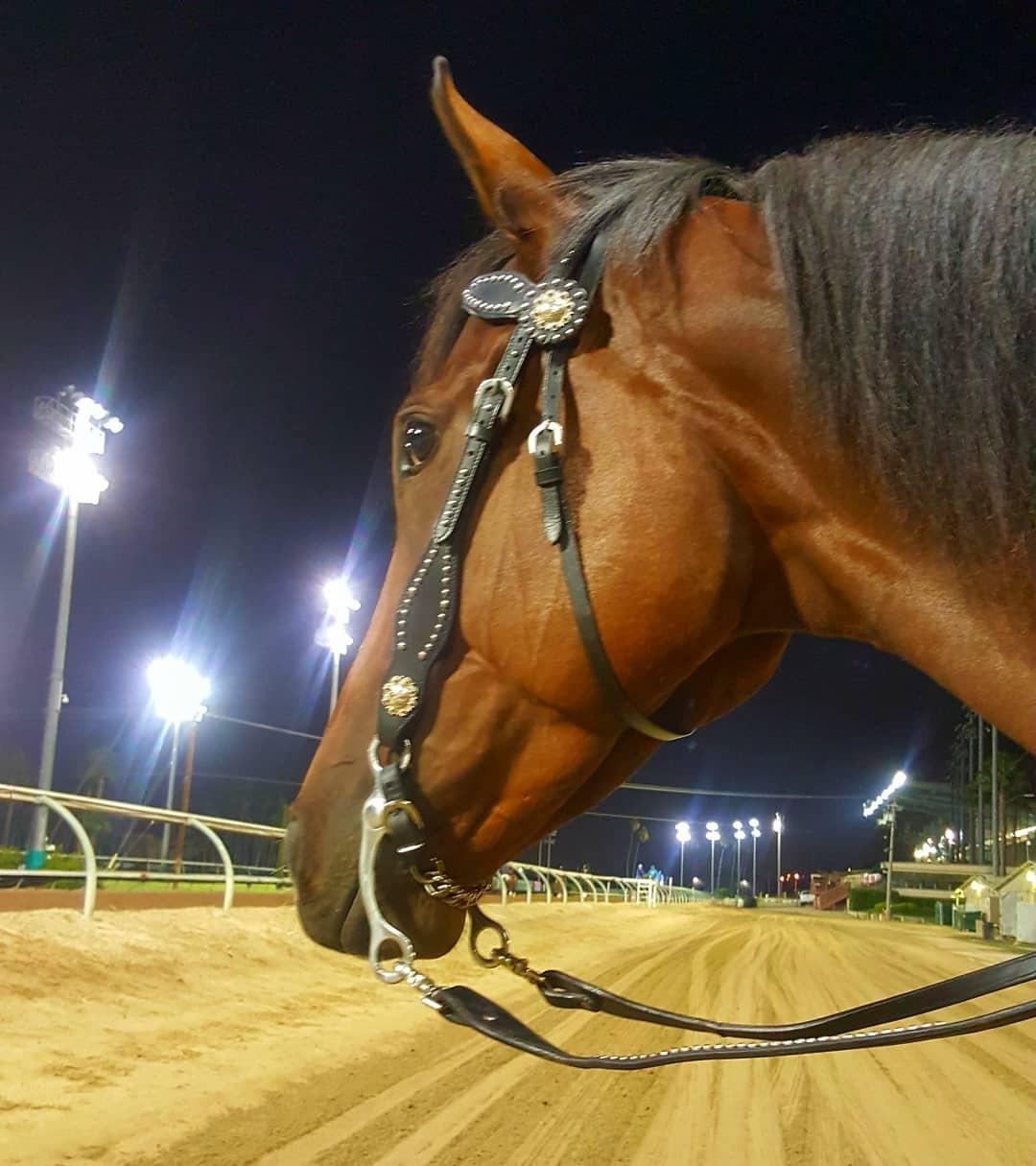 Tahoe Tack Leather Starry Night Studded Horse Headstall & Matching Reins, Black, Full Horse (17-1736-BK) customer photo 2