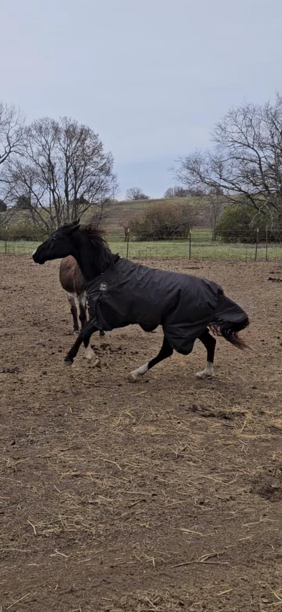 HORZE Nevada Horse Blankets for Real Horses, Turnout Blankets for Horses customer photo 1