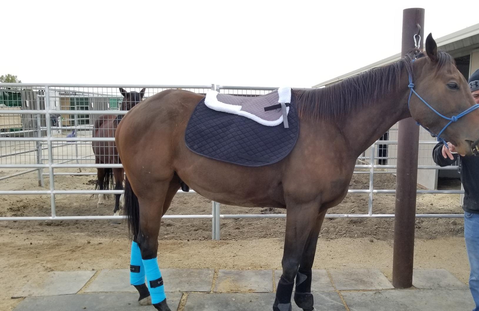 HORZE Fur Half Pad for Horses & Pony, Corrective Fleece English Saddle Pad customer photo 1