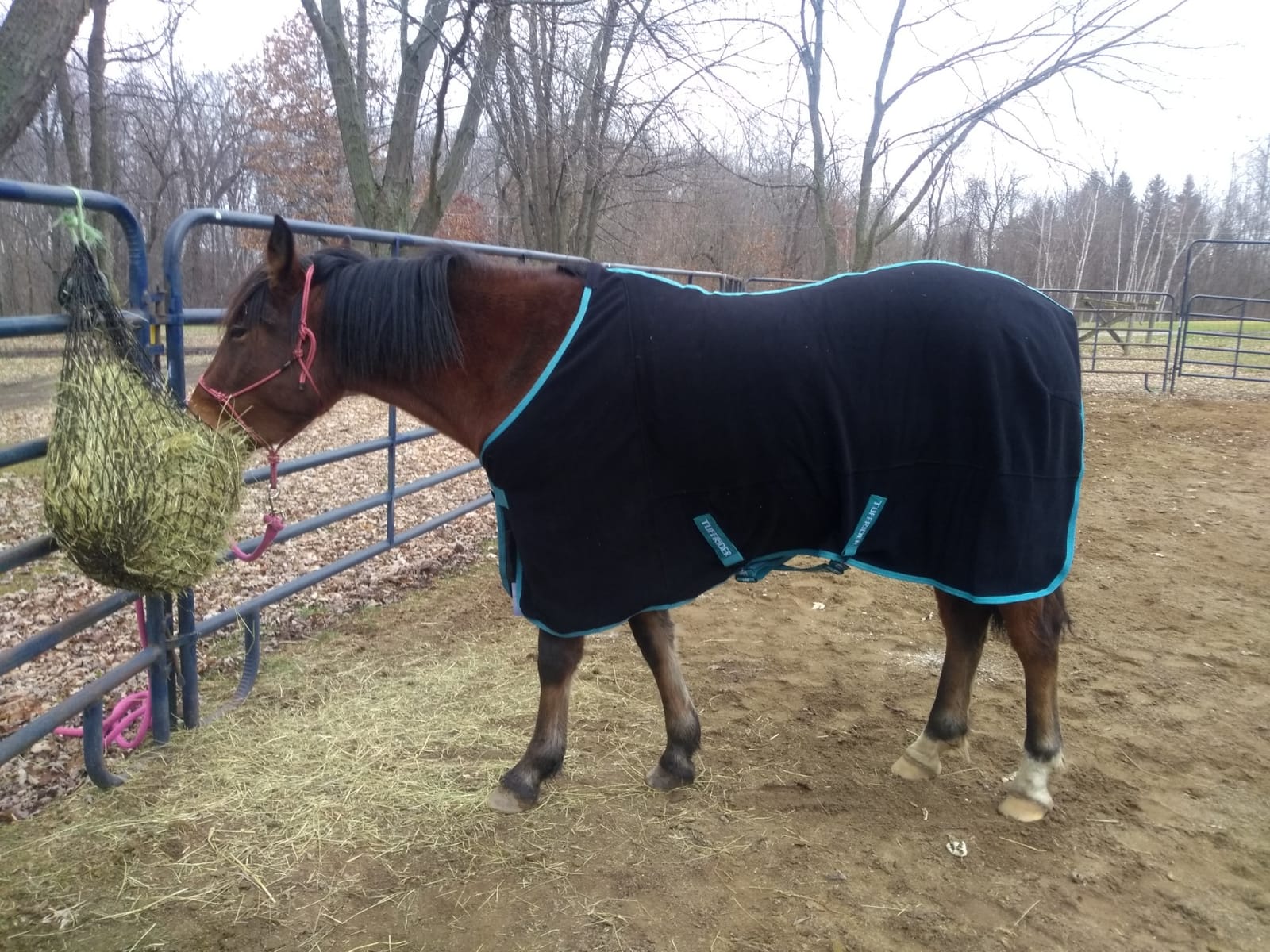 TUFFRIDER Cooler Horse Sheet, DEEP Wisteria, 81-in customer photo 1