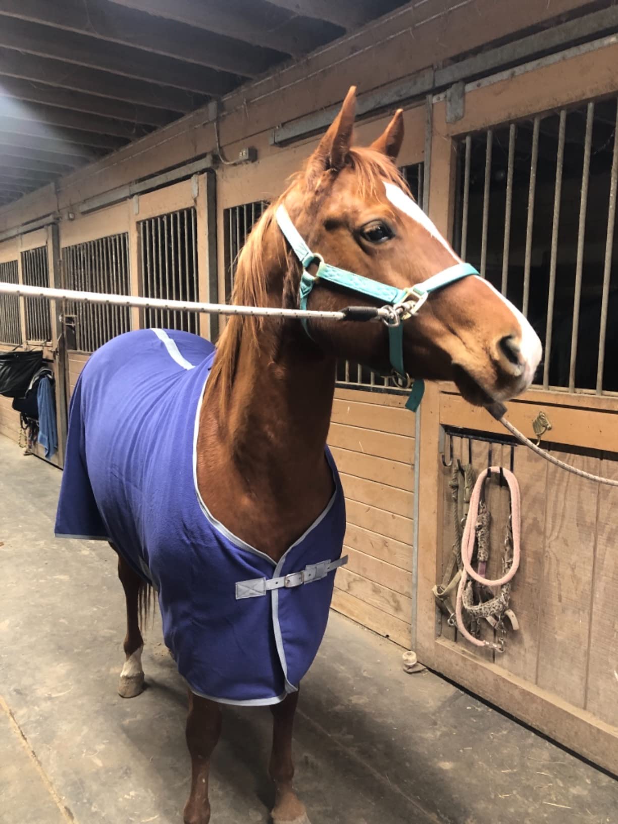 TUFFRIDER Cooler Horse Sheet, DEEP Wisteria, 81-in customer photo 2
