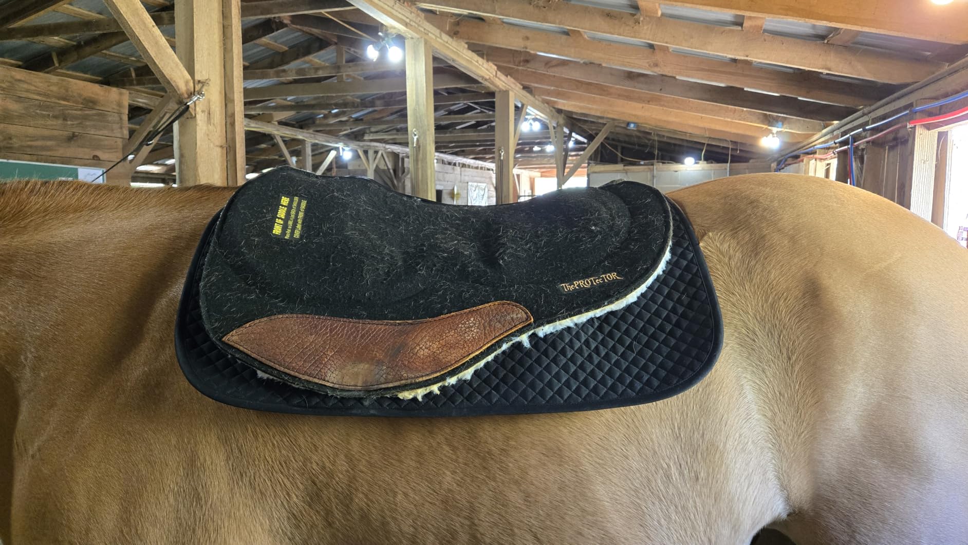 ECP Equine Comfort Products All Purpose Diamond Quilted Western Saddle Pad for Injury Prevention, Breathable, Hypoallergenic, Shock-Absorbing Cushion for Horse Comfort customer photo 2