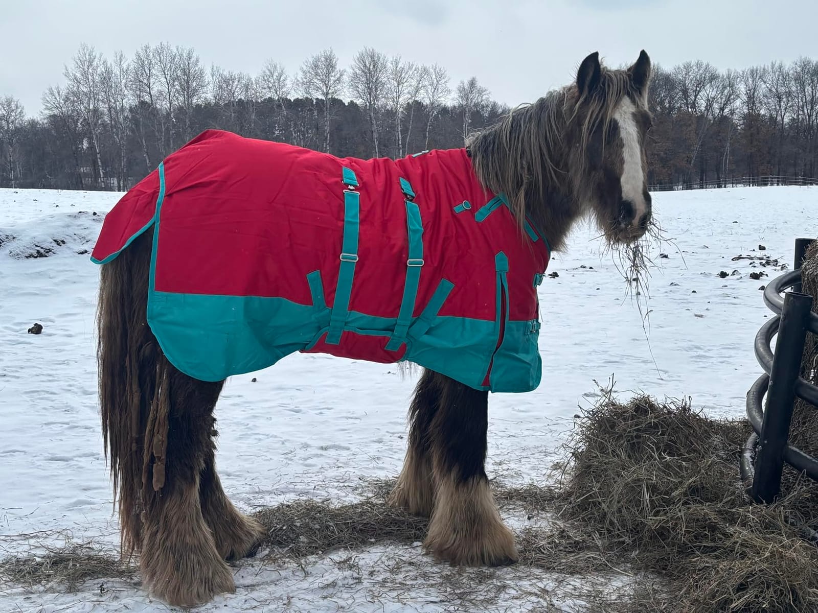 HILASON 1200D Winter Waterproof Turnout Blanket Horse customer photo 1