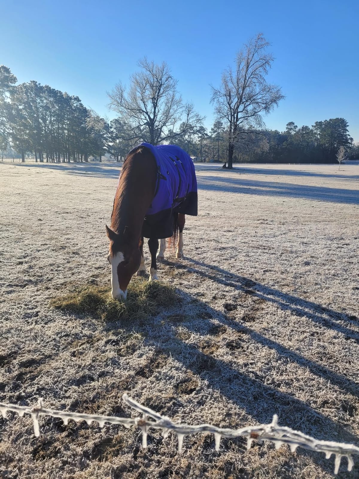 HILASON 1200D Winter Waterproof Turnout Blanket Horse customer photo 2