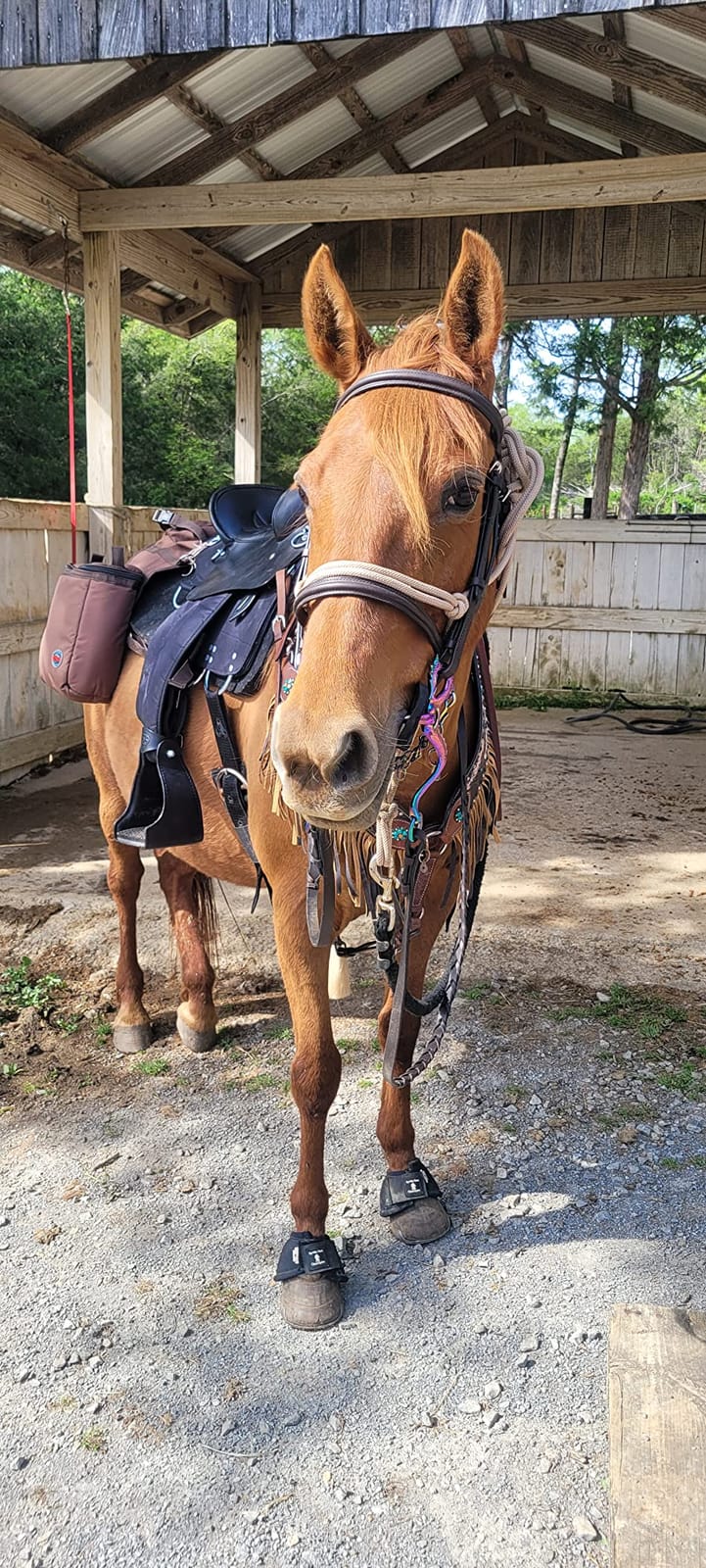 REINSMAN Insulated Leakproof Cooler Saddle Bag with Additional Cantle Bag and Straps customer photo 1