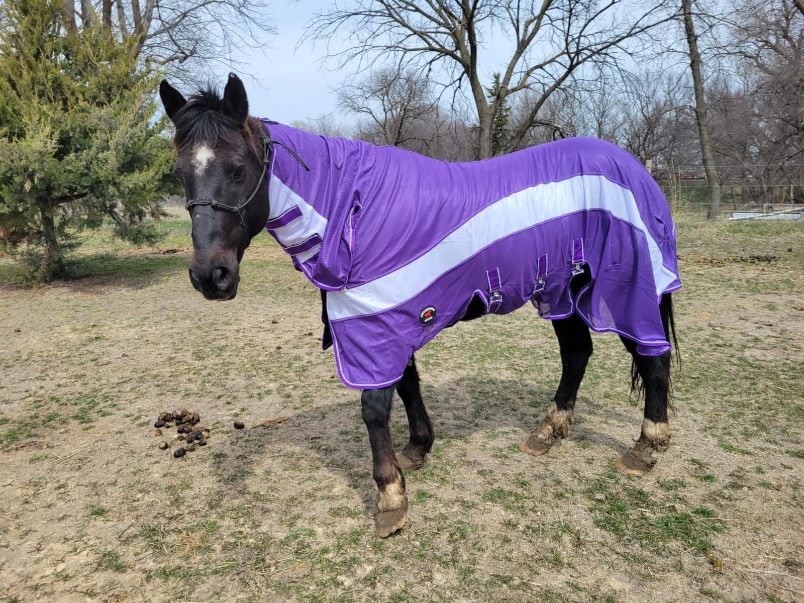 Challenger Horse Mesh Summer Fly Sheet Spring Airflow Neck 73101 customer photo 1