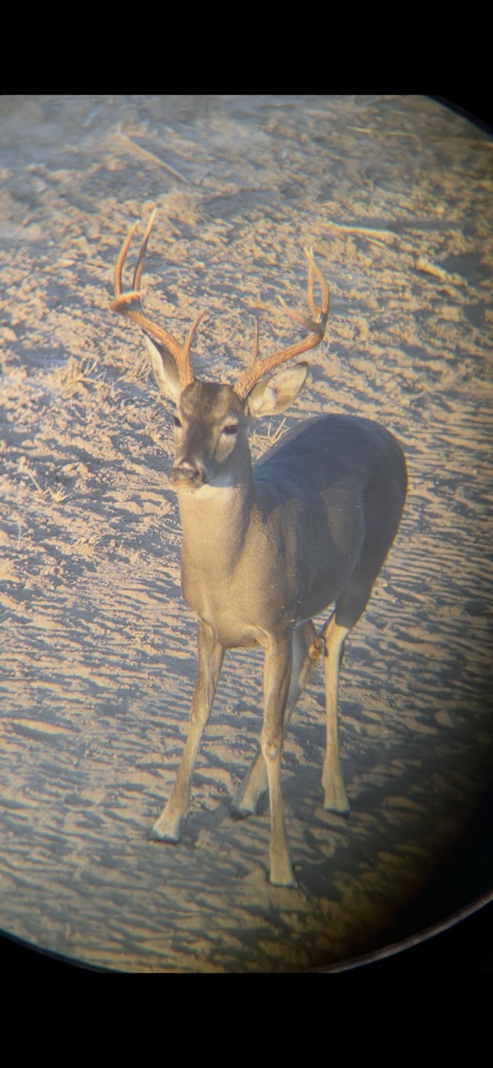 Vortex Diamondback HD 12x50 Binoculars customer photo 1
