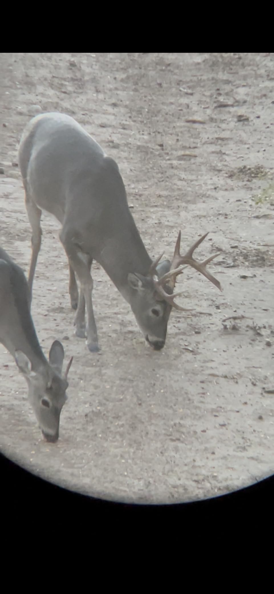 Vortex Diamondback HD 12x50 Binoculars customer photo 2