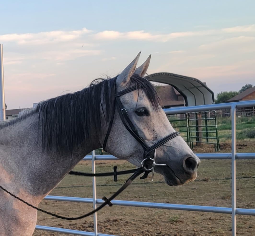 Exion Hunter Bridle with Fancy Stitching, Raised Cavesson & Laced Reins customer photo 1