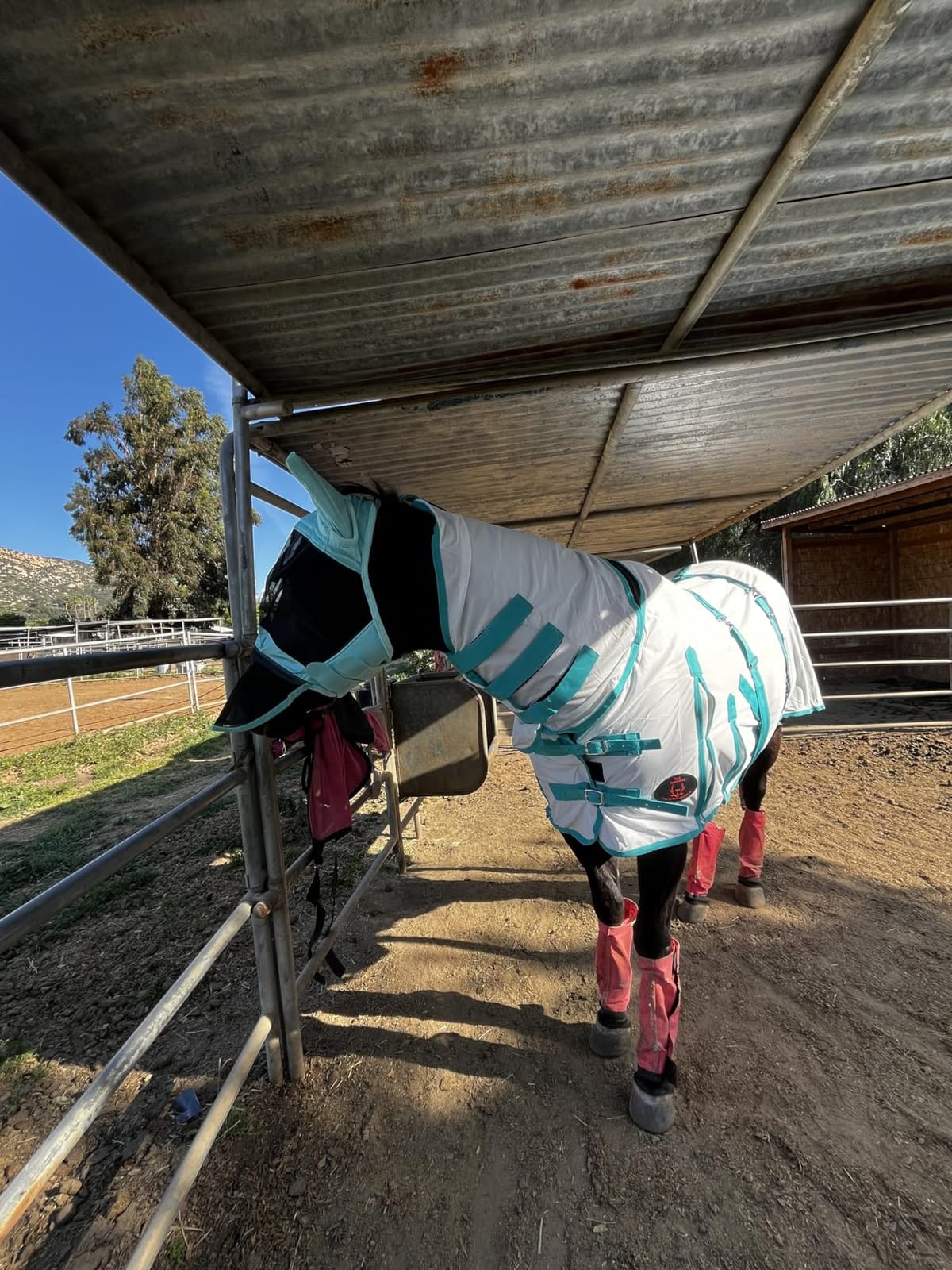 Heavy Duty Horse Fly Sheet with Neck and Detachable Belly Band | Summer Sheet (78, Purple) customer photo 1