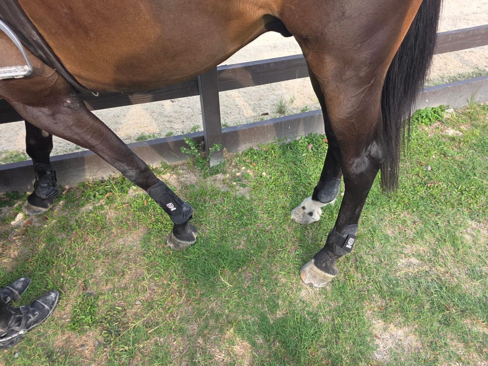 Harrison Howard Horse Tendon Boots Open Front/Fetlock Boot for Horse Protective Boots for Jumping, Trail Riding Set of 4 customer photo 1
