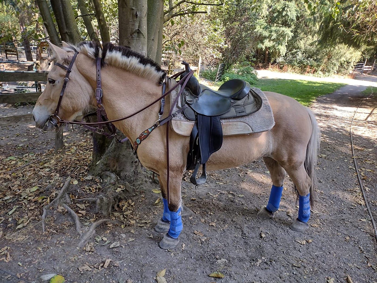 Harrison Howard 4-Pack Horse Sport Boots, Protective Horse Boots customer photo 2
