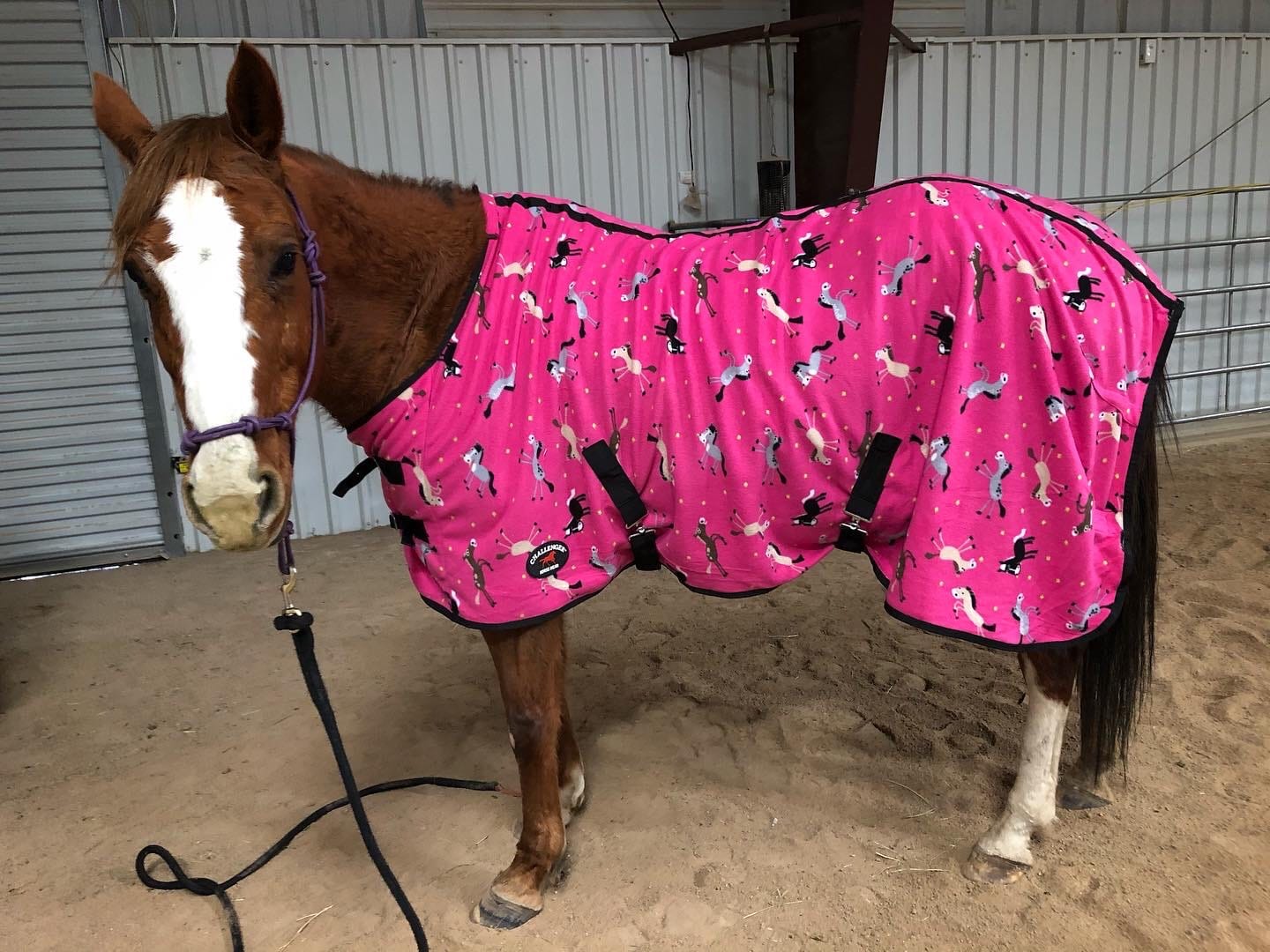 Challenger Horse Soft Fleece Cooler Contoured Exercise Sheet Blanket Wicks Liner 43EE13 customer photo 2