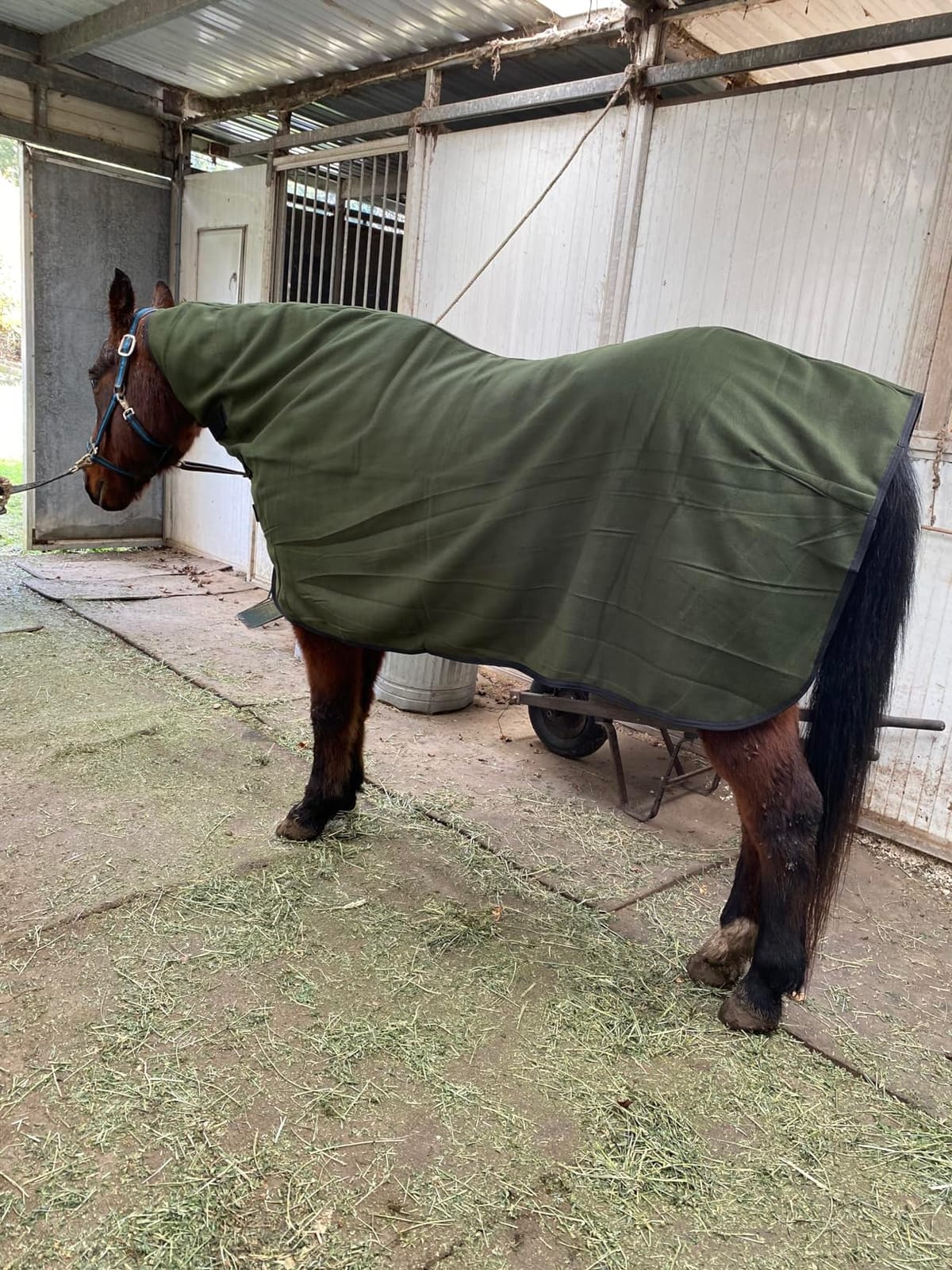 RESISTANCE Fleece Contour Horse Cooler — Anti-Sweat Moisture Wicking, 3 Quick-Grip Neck Closures, Tail Cord, Durable Hemmed Edges, Polar Soft Fleece, Post-Exercise Cool Down customer photo 1