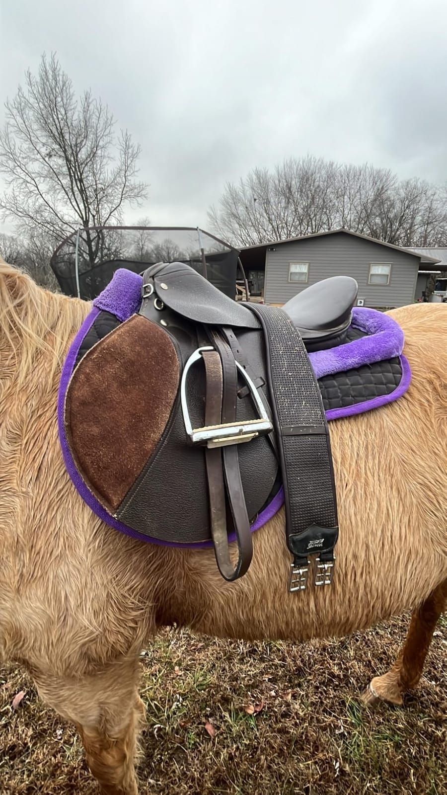 T TEKE Contoured Chafeless Girth for Horses, Airflow Waffle PVC Foam Construction with Double Side Heavy Duty Cotton Elastic and Stainless Steel Buckles (38