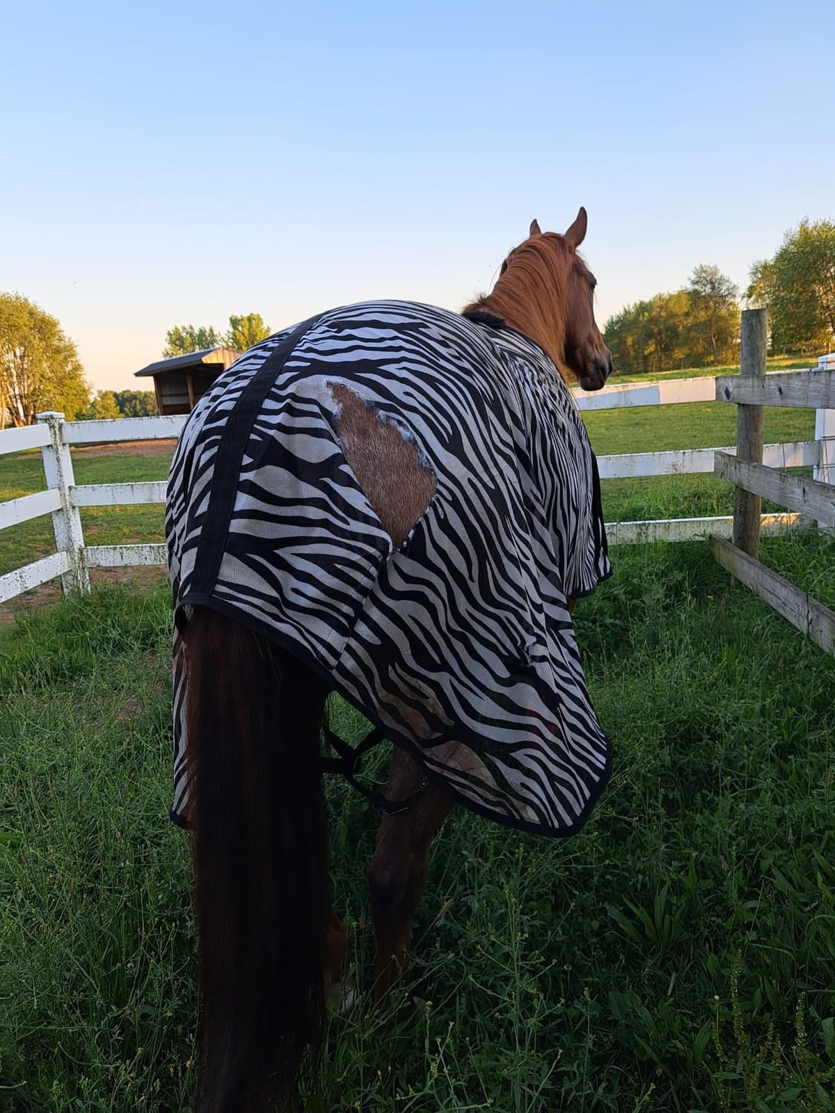 Country Pride Zebra Print Soft Mesh Fly Sheet for Horses, Summer Insect Protection, Adjustable Double Buckle Front, Shoulder Gussets, Removable Leg Straps, Breathable Mesh Horse Blanket (80 in) customer photo 1