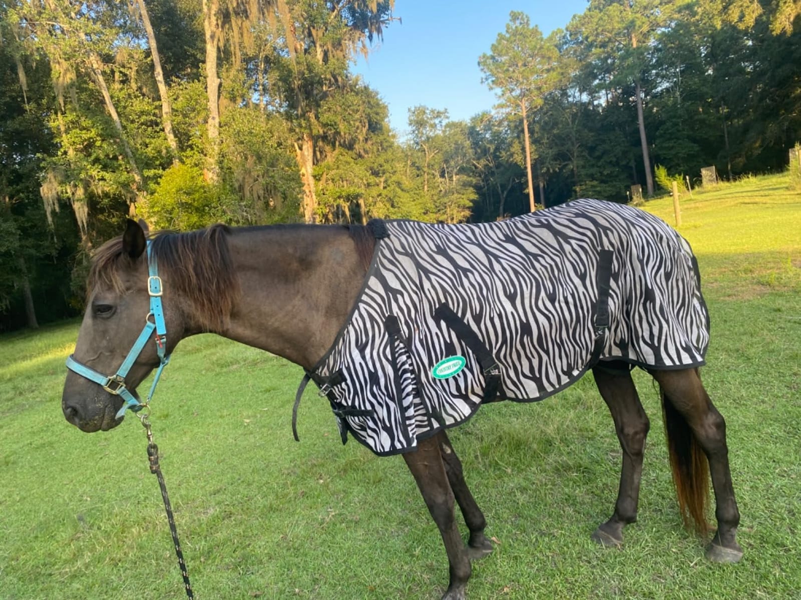 Country Pride Zebra Print Soft Mesh Fly Sheet for Horses, Summer Insect Protection, Adjustable Double Buckle Front, Shoulder Gussets, Removable Leg Straps, Breathable Mesh Horse Blanket (80 in) customer photo 2