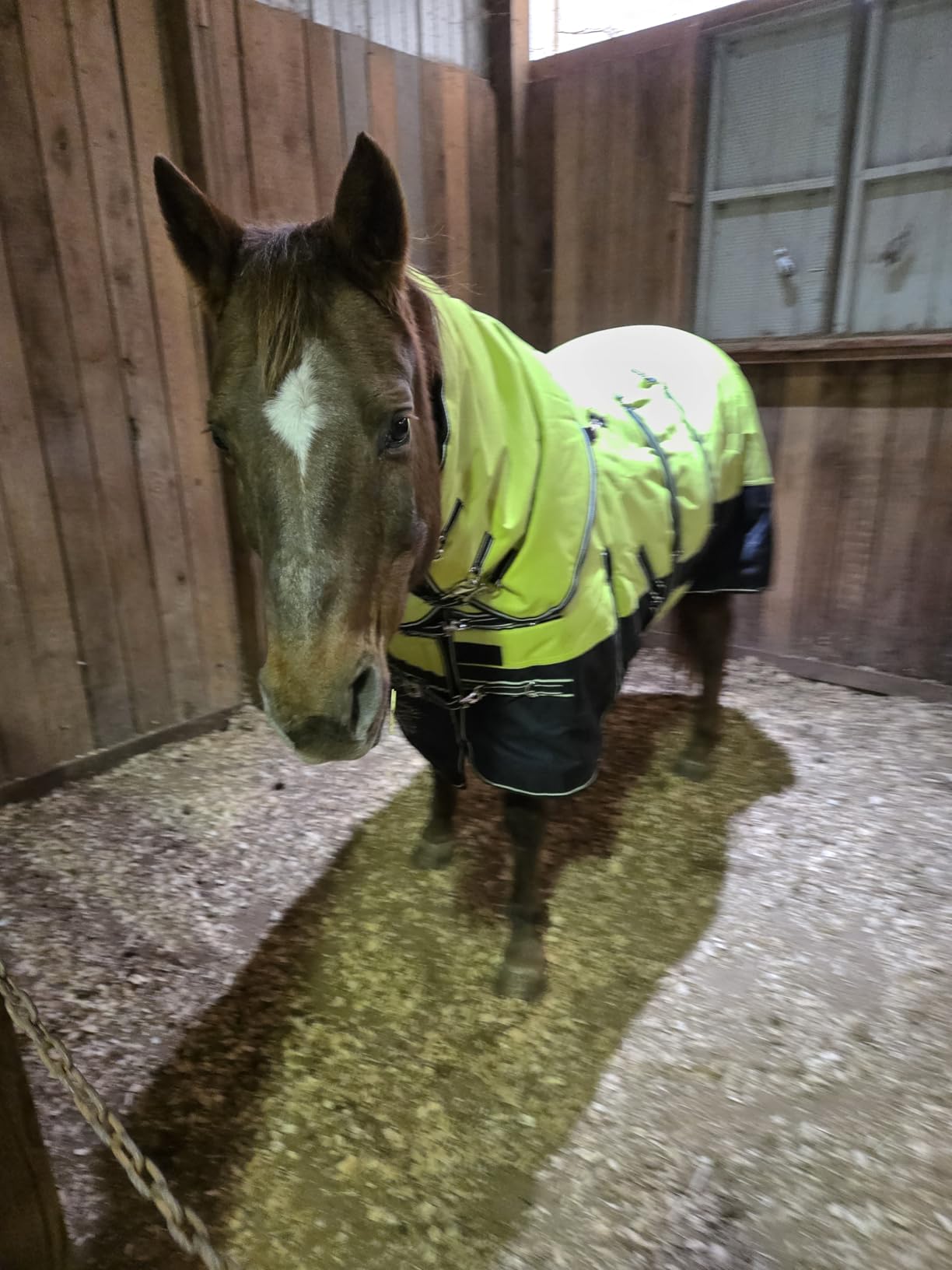 HILASON 1200D Winter Horse Turnout Blanket Wine 74in customer photo 1