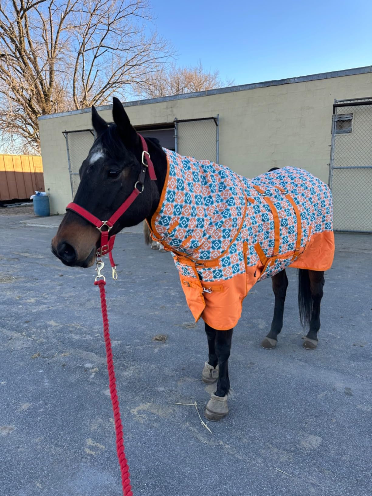 HILASON 1200D Winter Waterproof Poly Horse Hood Turnout Neck Blanket Belly Wrap Floral Motif | Blankets for Horses customer photo 1