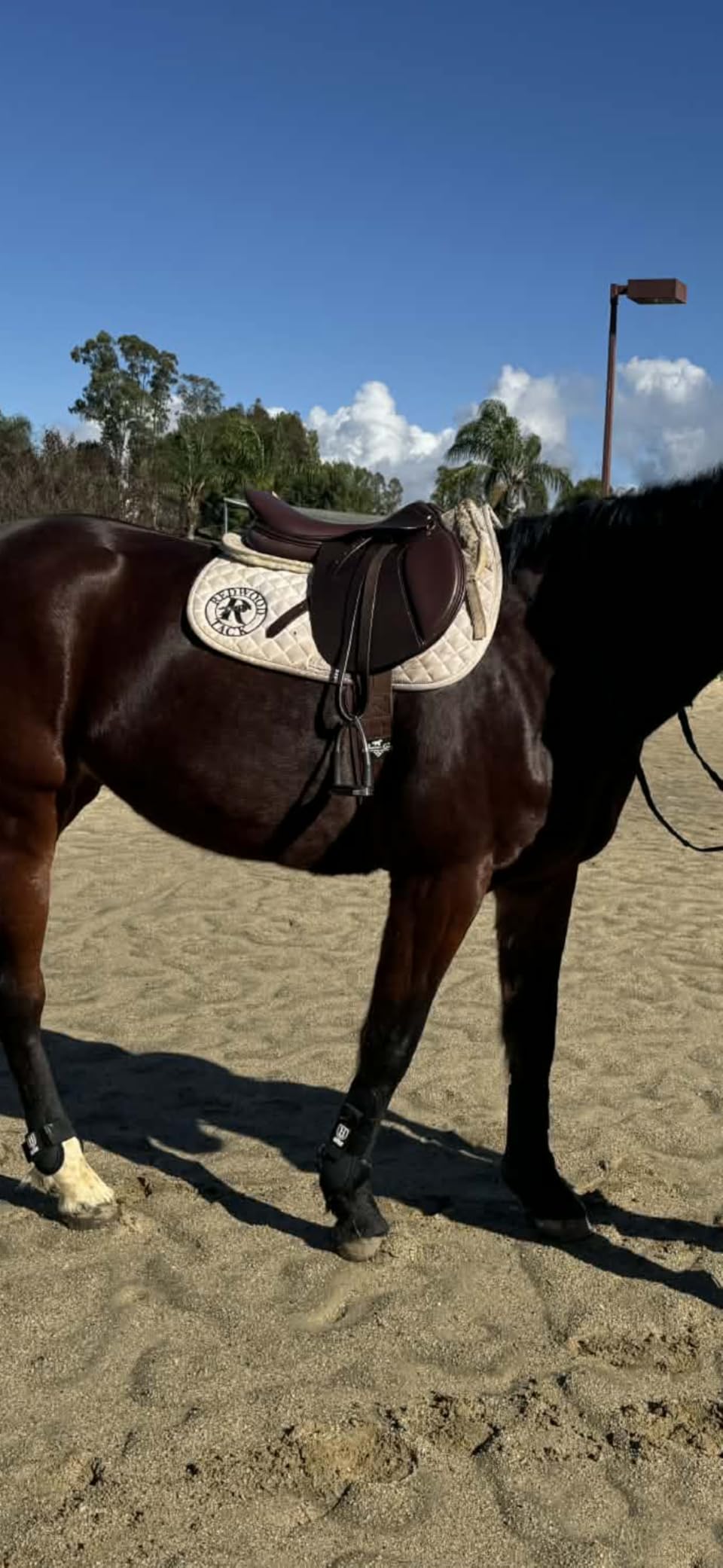 Henri de Rivel Novice Club Close Contact Saddle – Beginner Jumping Saddle with Flatter Seat, Padded Flaps & Knee Rolls customer photo 2