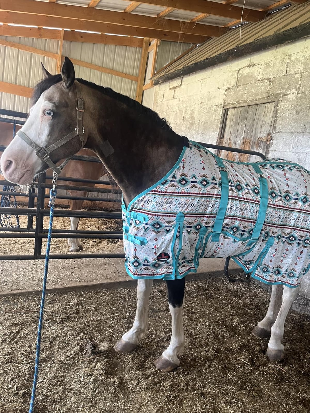 HILASON Horse Fly Sheet UV Protect Mesh Pink W/Black Piping 78 in customer photo 2