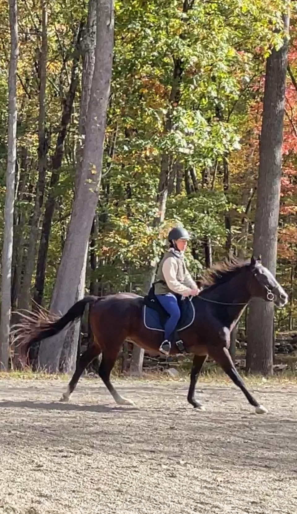AD Saddlery All Purpose Synthetic Treeless Freemax Synthetic Suede English Horse Saddles Tack Free Matching Girth Leather Straps Size: 10