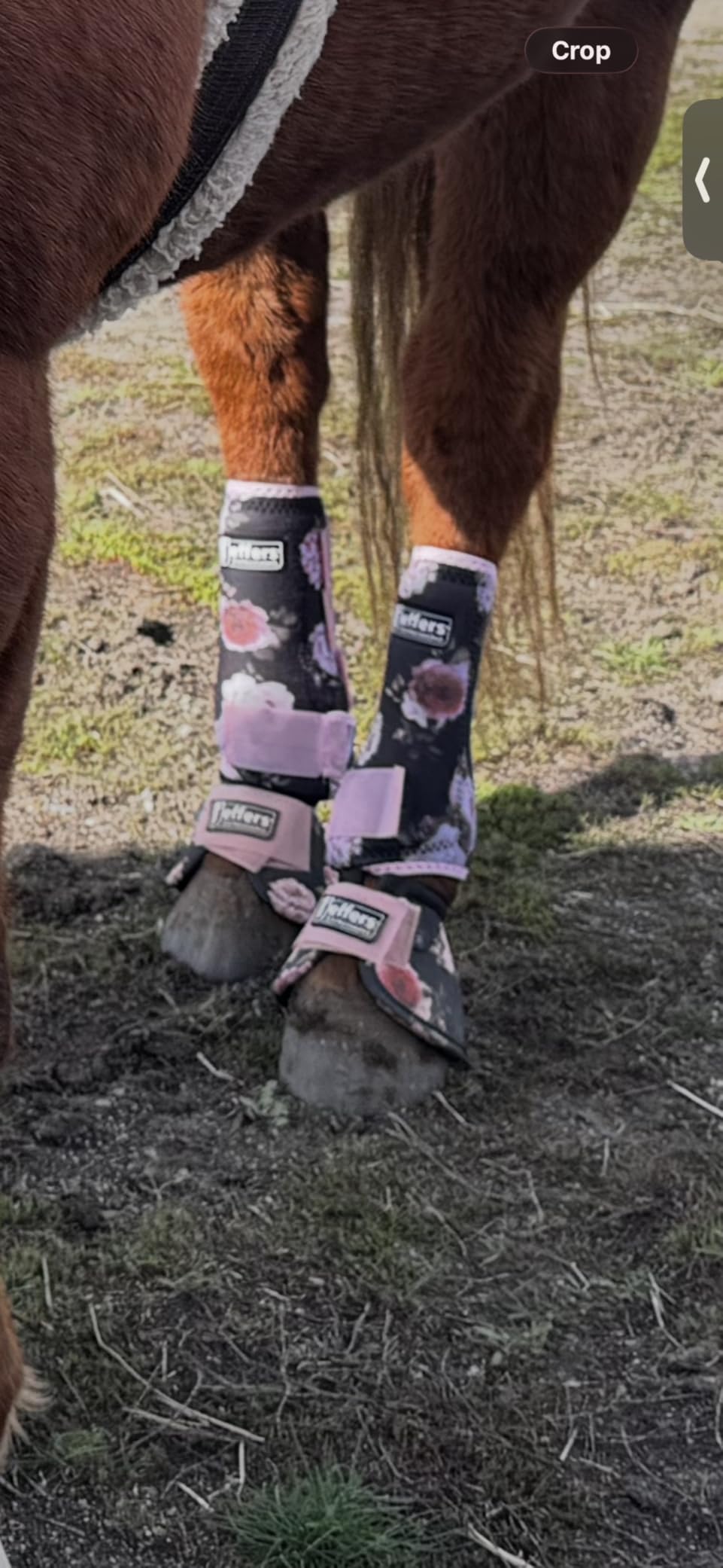 Jeffers Equine Protective Horse Boots 1 Pair Red - Safe Neoprene Leg Guards & Comfortable Fit, Durable Strap Closures, Front & Hind Support, Equestrian Accessories for Travel & Riding - Medium customer photo 2