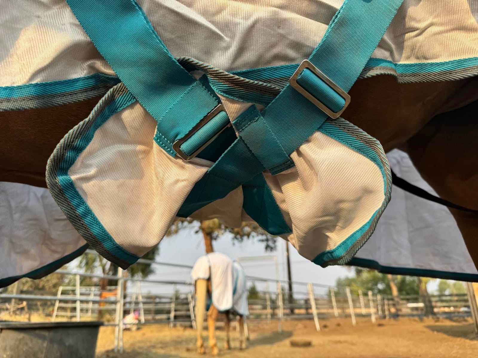 Horse Fly Sheet with Removable Neck Cover & Belly Wrap, Fine Mesh customer photo 2