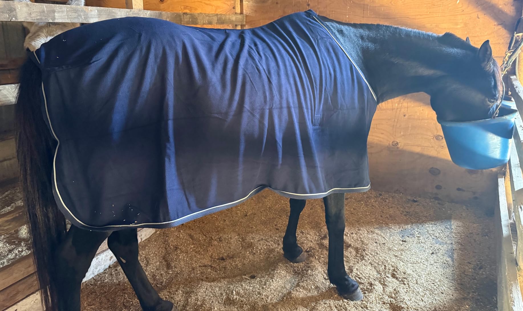 Jeffers Equine Elite Fleece Horse Cooler Blanket, 69 Inch – Soft, Adjustable Fit, Lightweight, Easy Care, Moisture Wicking Cooling Sheet with Surcingle for Post Exercise, Travel for Horses – Black customer photo 2