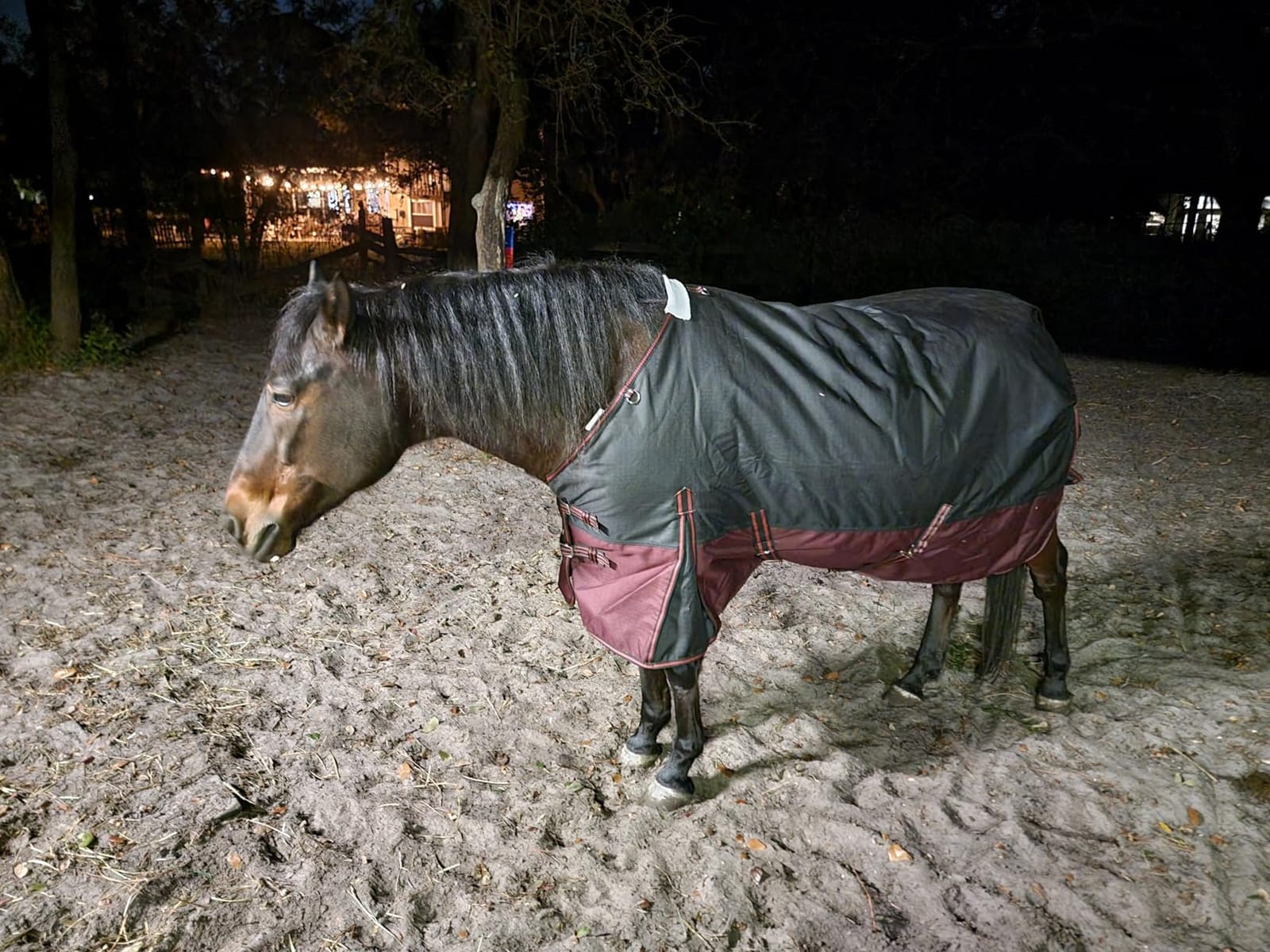 LEAFOREST 1200D Horse Turnout Blanket Waterproof 200g Fill Winter Cold Wet customer photo 1