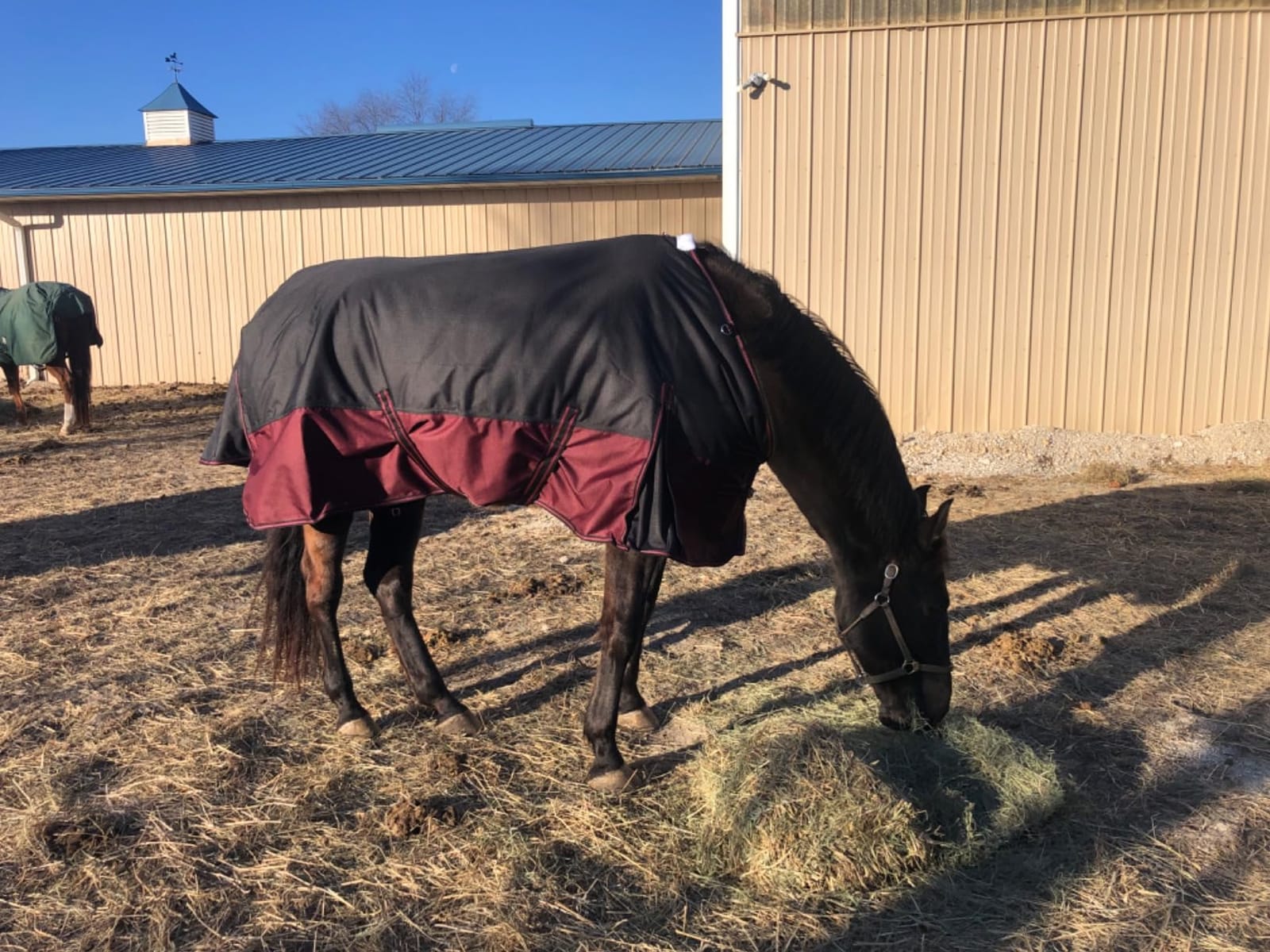 LEAFOREST 1200D Horse Turnout Blanket Waterproof 200g Fill Winter Cold Wet customer photo 2