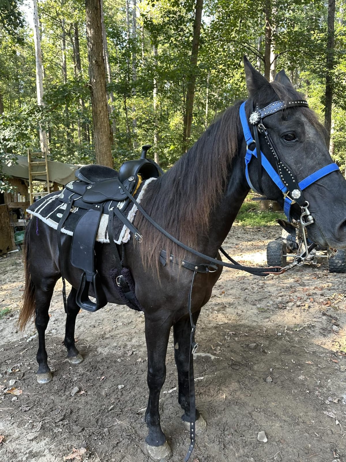 RESISTANCE Western Show Synthetic Saddle 15” 16” 17” Inch Black and Brown | Lightweight Horse Saddle with Silver Accents | Comfortable Padded Seat, Adjustable Stirrups & Durable Tack customer photo 1