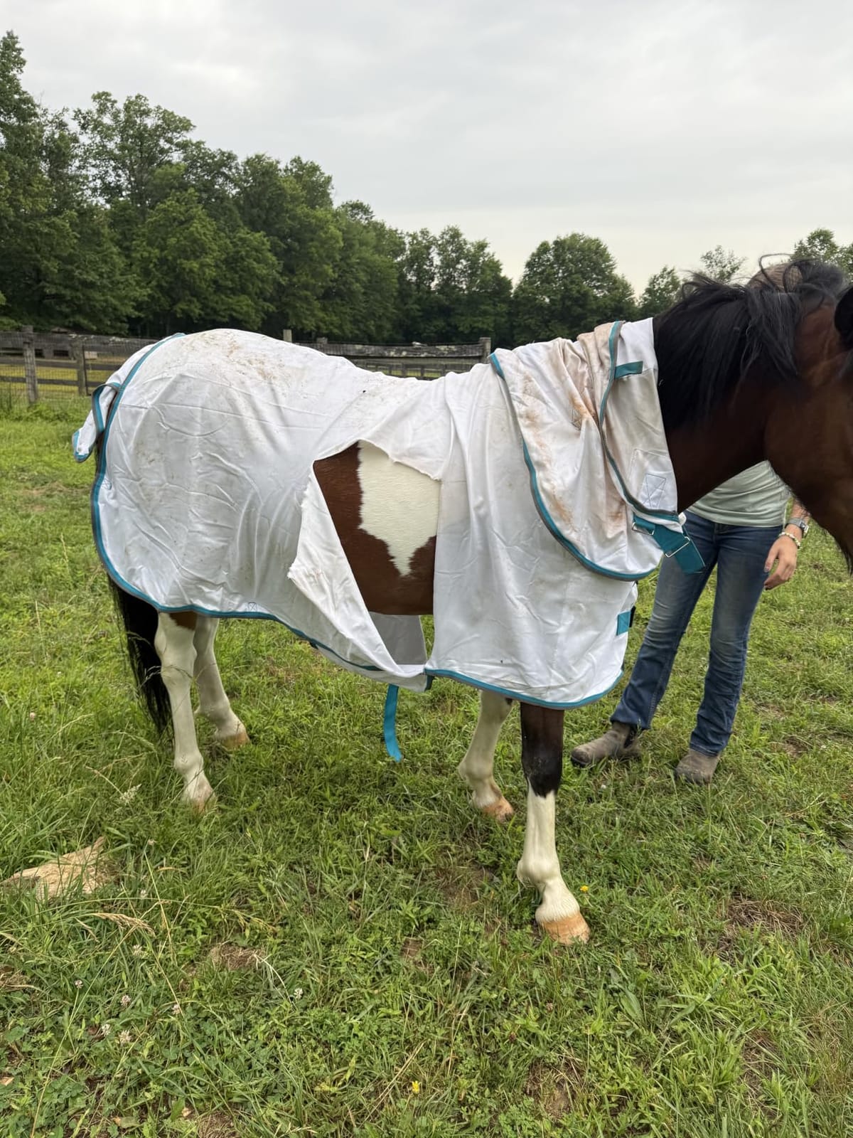 Mini Horse & Pony Mesh Fly Sheet with Neck & Belly Wrap Blue 48 customer photo 1