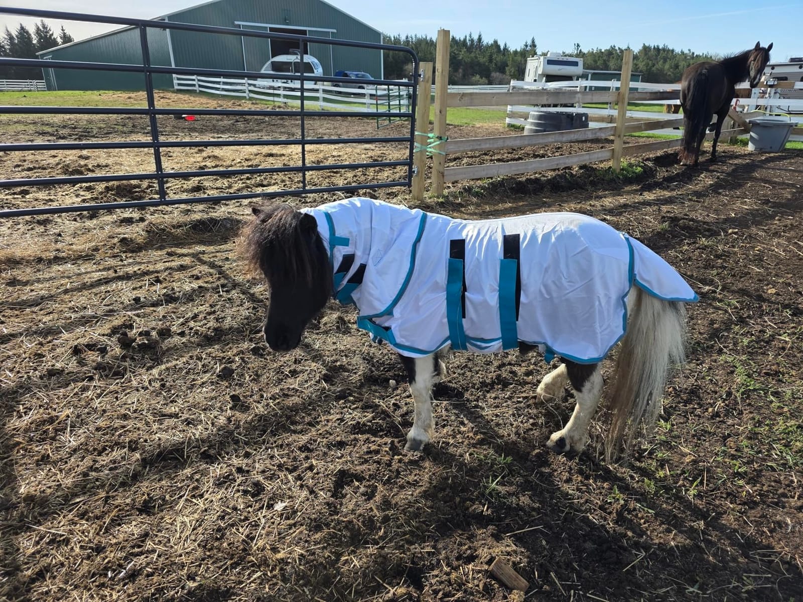 Mini Horse & Pony Mesh Fly Sheet with Neck & Belly Wrap Blue 48 customer photo 2