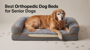 Best Orthopedic Dog Beds for Senior Dogs