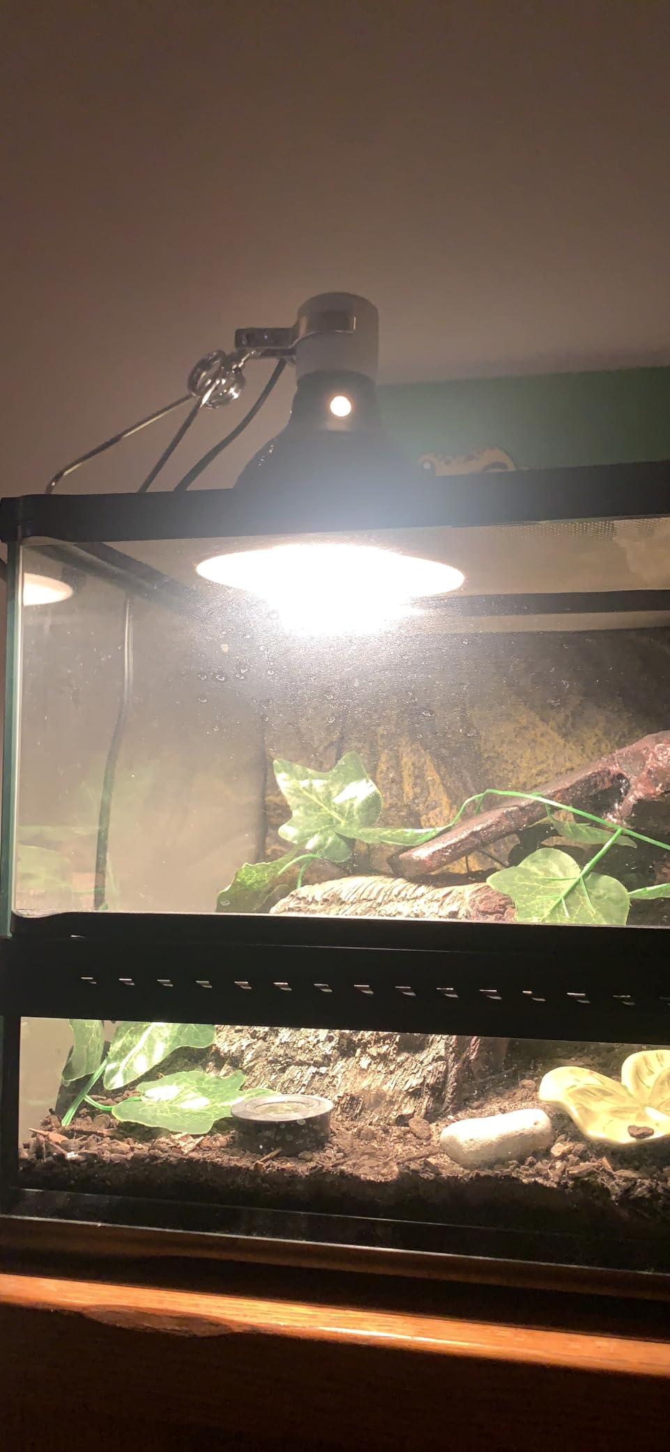 Fluker's Basking Spotlight Bulbs for Reptiles customer photo 2