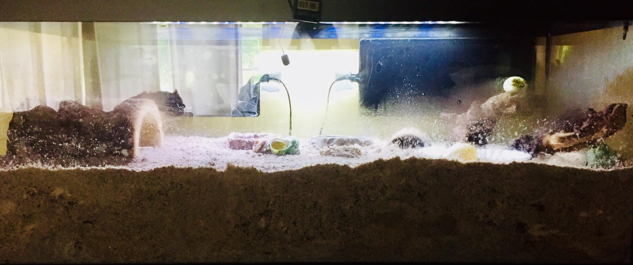 Zilla Heat Mat for Reptiles, Terrarium Heater, Small, 8 Watt customer photo 2