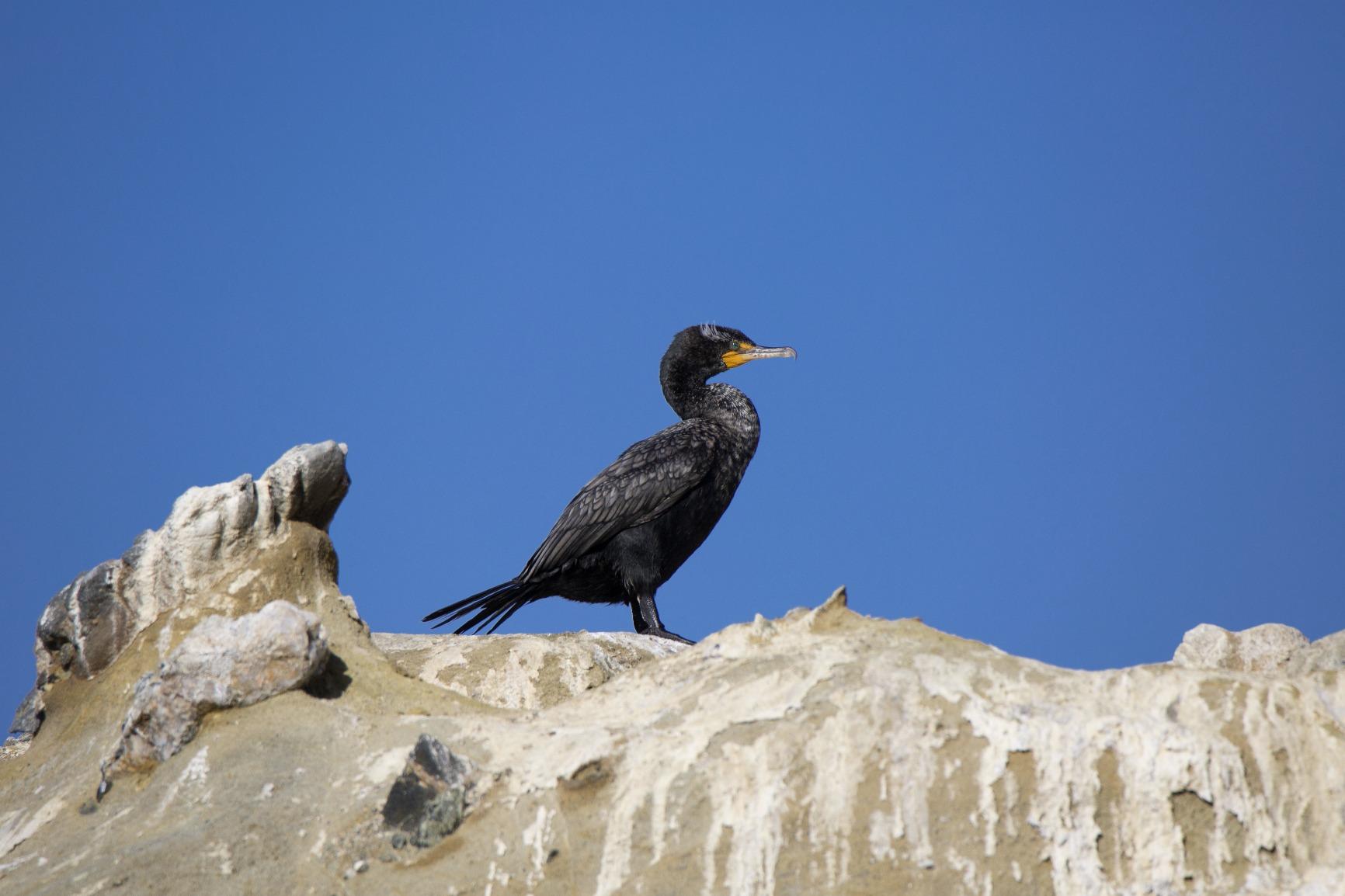 Tamron SP 150-600mm F/5-6.3 Di VC USD for Canon DSLR Cameras (Tamron 6 Year Limited USA Warranty) customer photo 1
